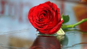 happy rose day 2021