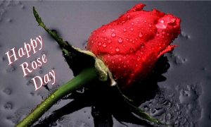 happy rose day pictures 2021